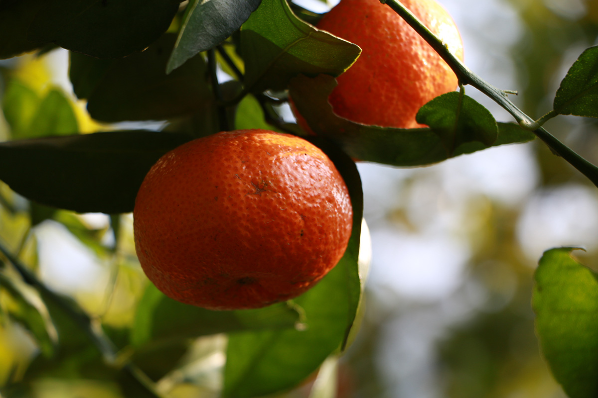 IMG_0832.jpg IMG_0832.jpg